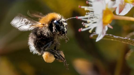 Hummel im Anflug
