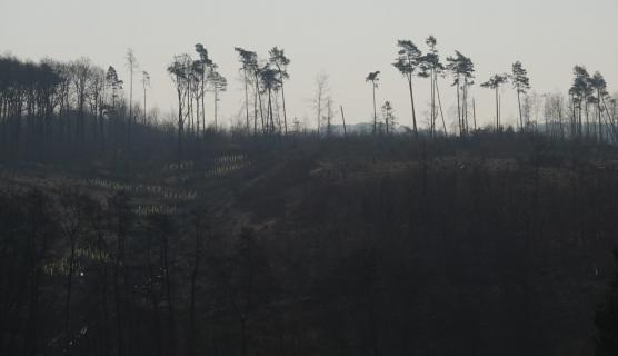 Oh du schöner Westerwald...