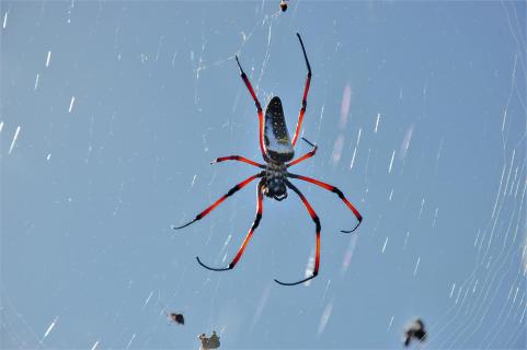 Spinne auf Madagaskar