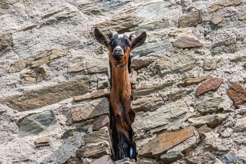 neugierige Ziege