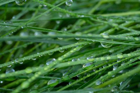  Gras