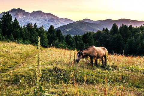 Wildpferd in Albanien
