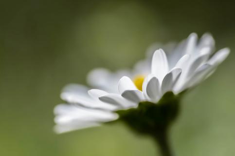 Gänseblümchen