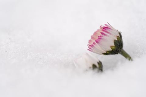 Gänseblümchen im Schnee