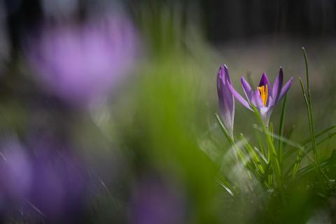 Krokus im Focus