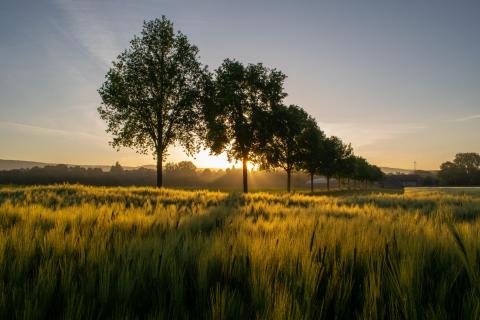 Morgens am Weserradweg