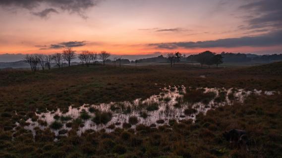 Abend auf der Düne