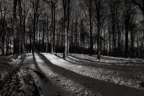 Abendlicht im Glücksburger Wald