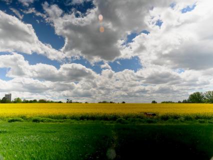 Rapsfeld bei Backnang