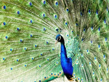 Pfau in Jever - Stadtgarten