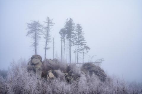 Larches in the Fog