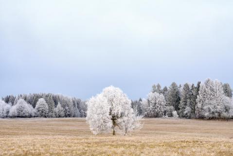 Tree in Frost