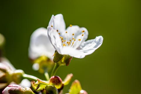 Kirschblüten