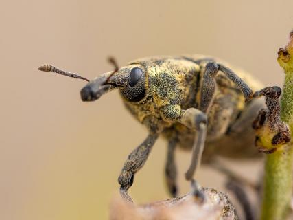 Rüsselkäfer im Portrait