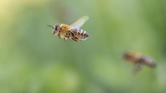 Bienen im Flug
