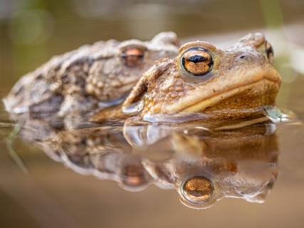 Krötenpaar mit Spiegelung