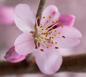 Frühling in Peking