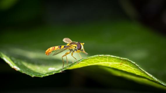 Schwebfliege auf Rosenblatt