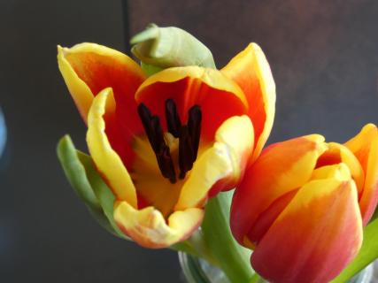 Tulpen