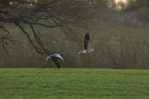 Gänse beim Weiterflug