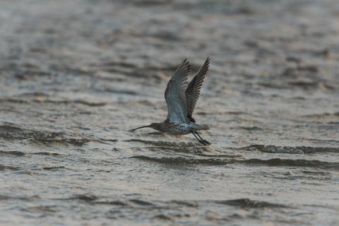 Brachtvogel gleitet über das Meer