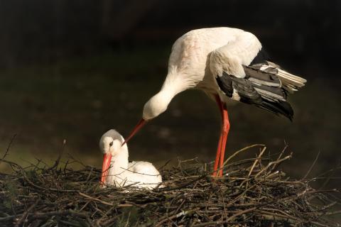 Storch bei Partnerpflege