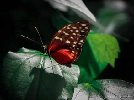 Schmetterling 1