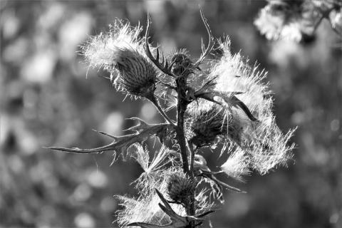 Distel-Hang