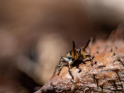 Springspinne auf Brautschau