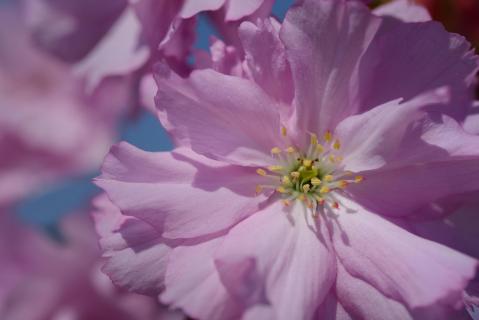 Kirschblüten im Frühling