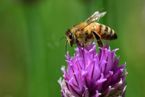 Biene auf Schnittlauch