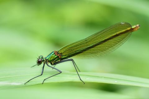 Libelle im Grünen