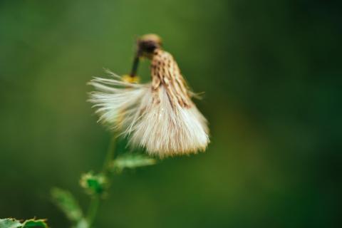 Wiesenblume