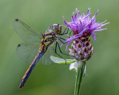 Schwarze Heidelibelle auf Flockenblume