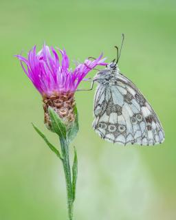 Schachbrettfalter auf einer Flockenblume