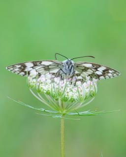 Schachbrettfalter im ersten Morgenlicht