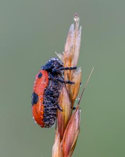 Sackkäfer