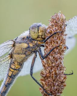 Seitenansicht Blaupfeil