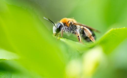 Biene wartet den Regenschauer ab