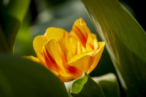 Tulpe