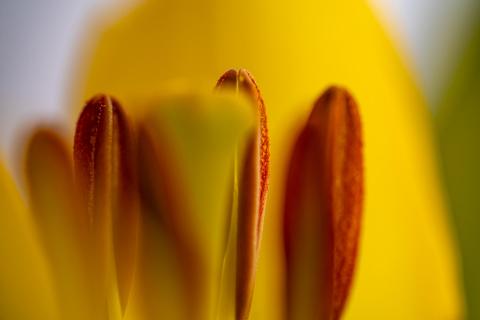 Tulip Inside