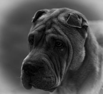 A dog on the street