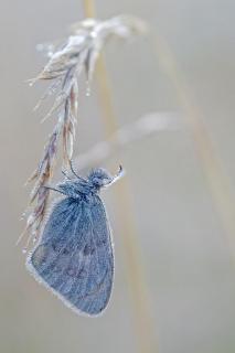 Kleines Wiesenvögelchen (Coenonympha pamphilus)