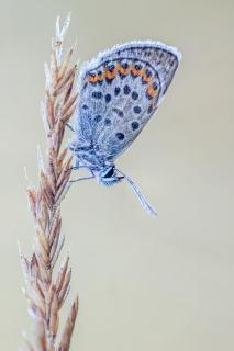 Geißklee-Bläuling (Plebejus argus)