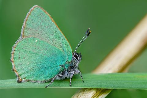 Grüner Zipfelfalter (Callophrys rubi)