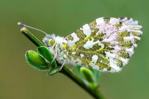 Aurorafalter (Anthocharis cardamines) (Männchen)