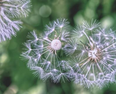 Pusteblume mit Schirmchen 