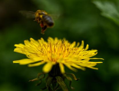 Fleißiges Bienchen auf dem Heimweg 