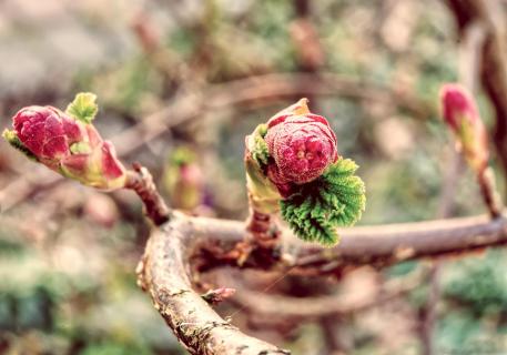 Mit Schwung in den Frühling-rosa Johannisstrauchknospen