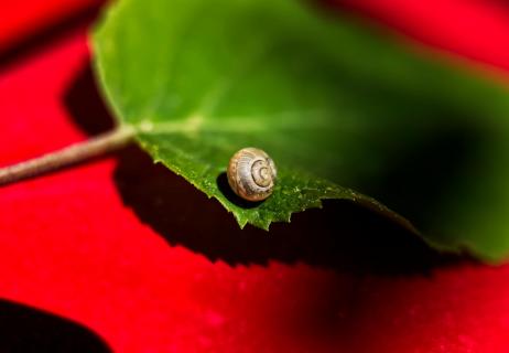 Verweht_ Babyschnecke auf grünem Blatt 